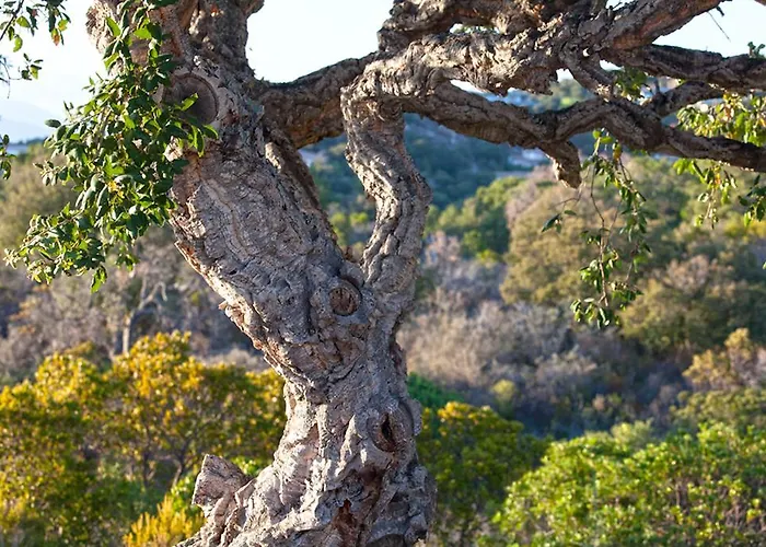 Chambre D'hotes Casa Di L'oru Oda ve Kahvaltı Porto-Vecchio (Corsica)